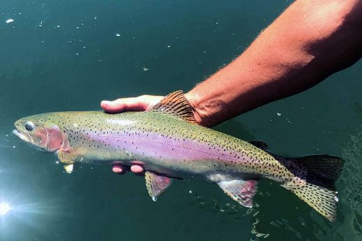 Mountain Valley Sports Fishing and Tours Rainbow Trout