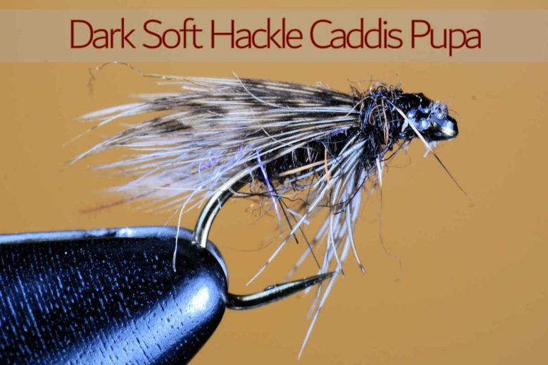 Dark Soft Hackle Caddis Pupa