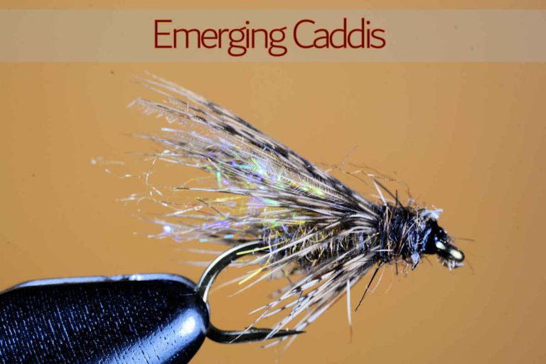 Emerging Caddis