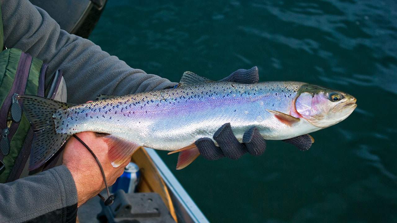 Columbia River Flyfishing 