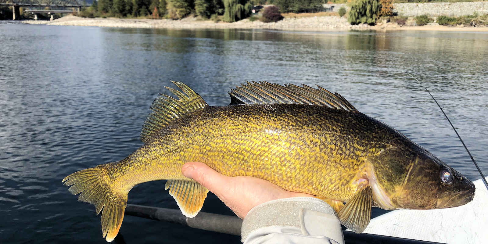 Columbia-River-Walleye