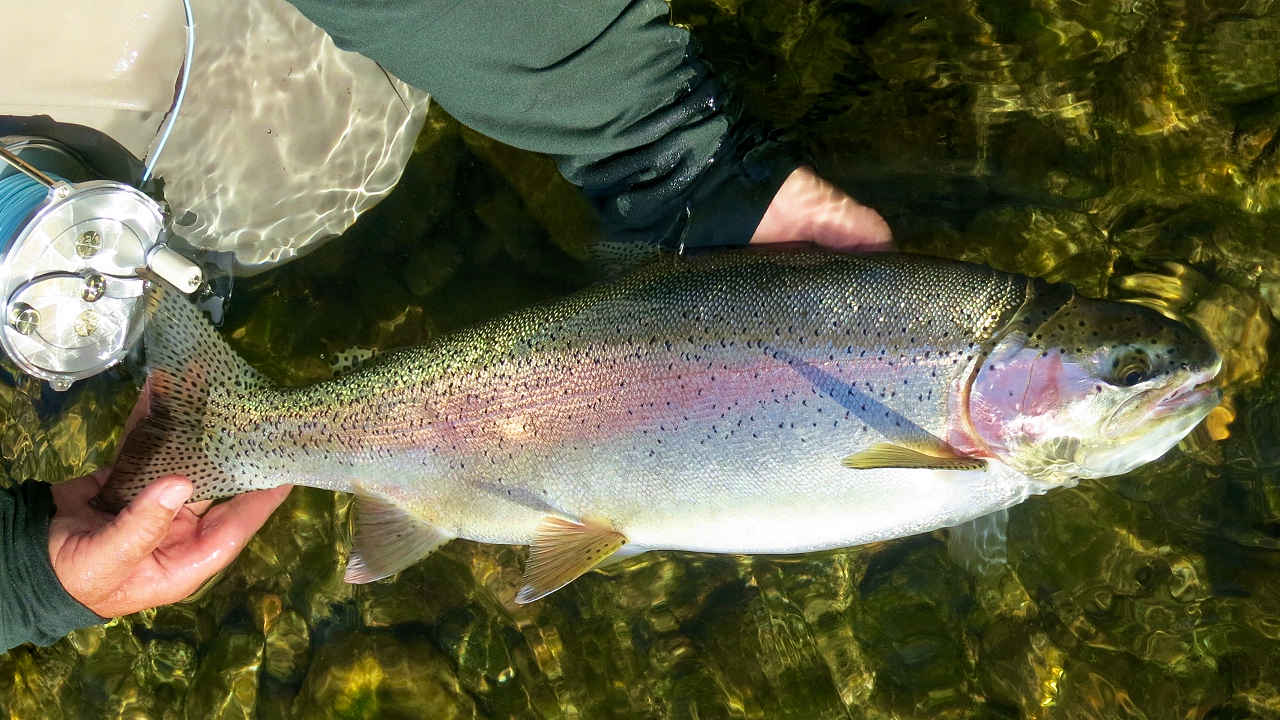 Columbia River Flyfishing Trout