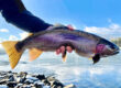 Fishing Report January 2023