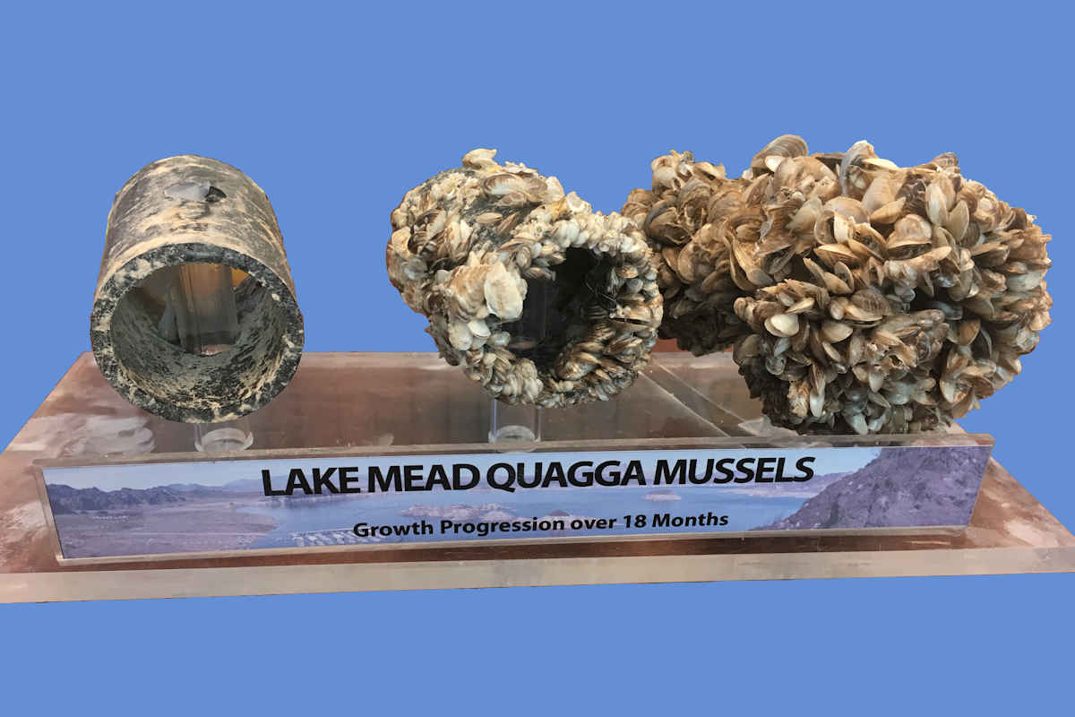 Columbia River Conservation - Zebra Mussels