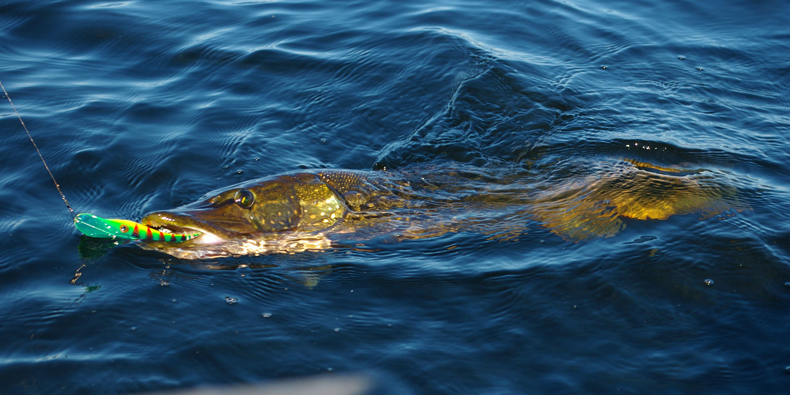 Main Columbia River Conservation - Northern Pike