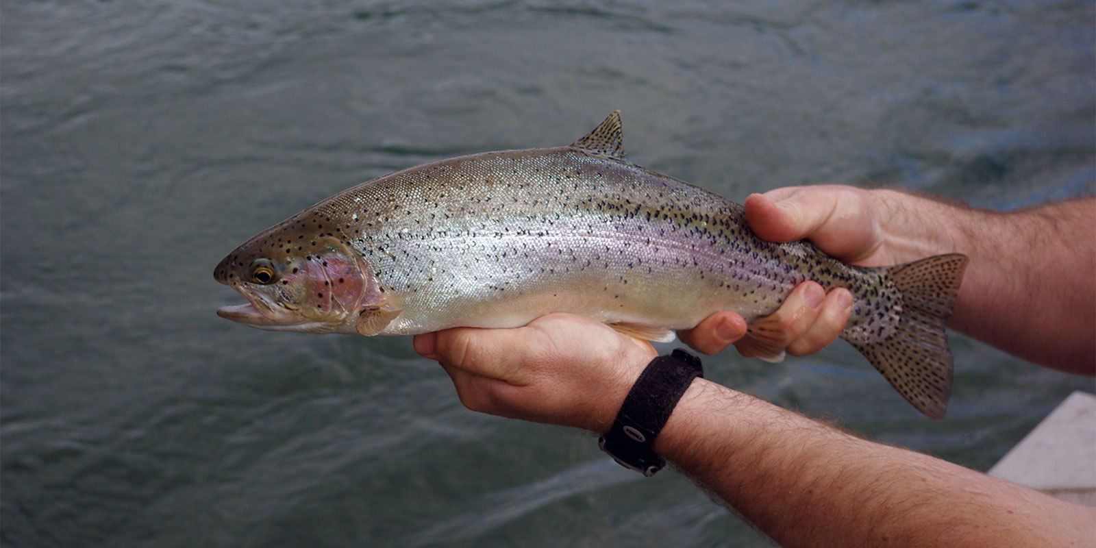 Main Columbia River Rainbow Trout