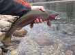 November Rainbow Trout