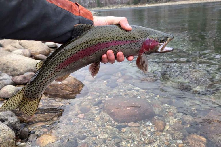 November Rainbow Trout