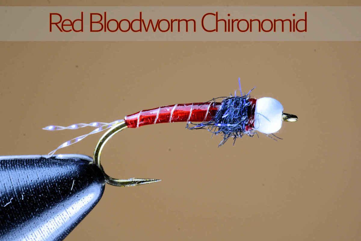 Video -Red Chironomid 