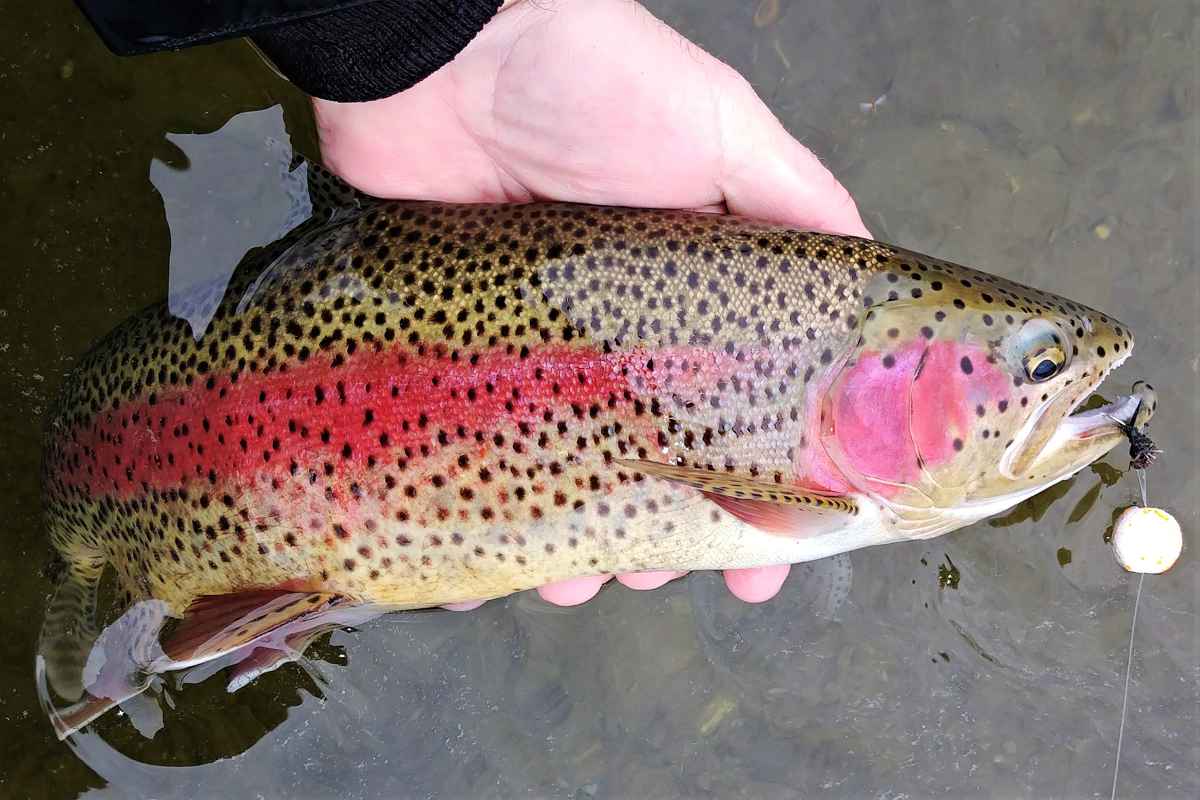 Winter Fly Fishing